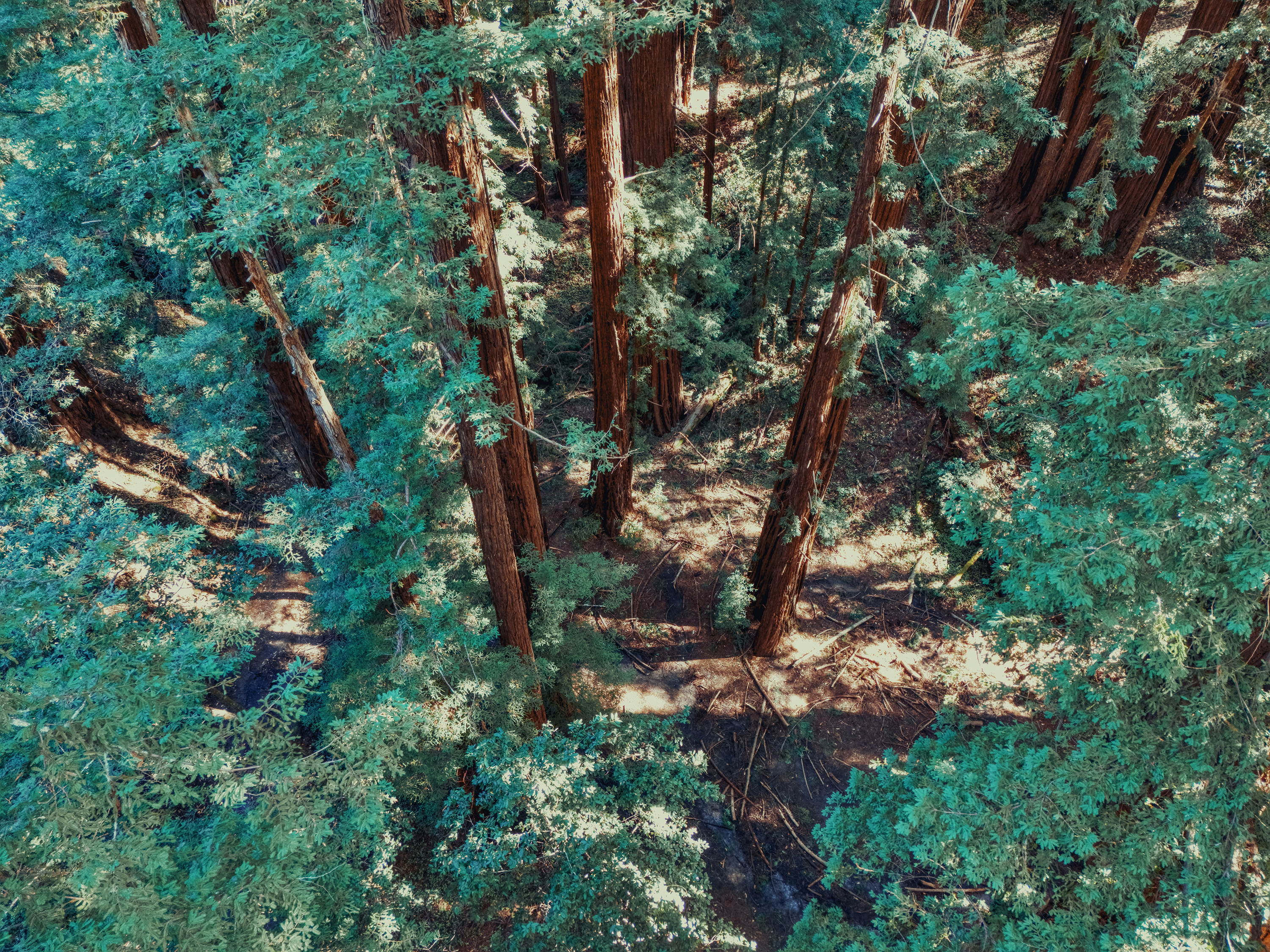 Capturing the timeless soundscape of the world's tallest trees